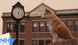 Топ 5 самых трогательных фильмов о собаках