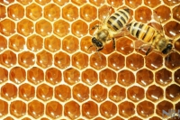 Кладезь здоровья и долголетия - мёд
